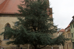 DSC0655